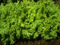 Mature Leaf Lettuce that is ready to harvest