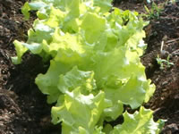 Young Lettuce Plants