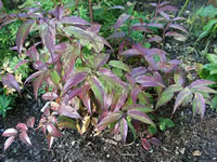 Rainbow Leucothoe Growing in the Garden, Leucothoe fontanesiana