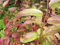 Spring Foliage of a Rainbow Leucothoe Plant