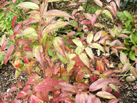 Brightly Colored Spring Foliage of a Leucothoe Plant