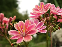 The Flowers of a Lewisia 'Little Plum'
