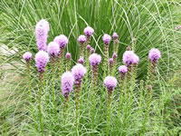 A Blazing Star Plant Blooming in the Garden, Liatris spicata
