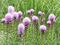 A nice clump of Blazing Stars in the Garden