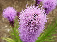 The flower spike of a Blazing Star Plant