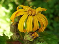 The Flower of a Leopard Plant, Ligularia dentata The Flower of a Leopard Plant, Ligularia dentata