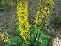 A Ligularia przewalski Blooming in the Shade Garden