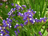 Purple Flowering Statice Plant in the Garden, Limonium sinuatum