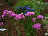 Statice Plants with pink and blue flowers in the Garden