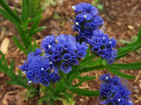 Blue Flowering Statice Plant, Limonium sinuatum