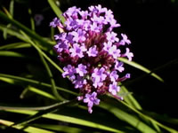 A Creeping Lily Turf Plant in Bloom, Liriope spicata