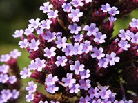 The Flowers of a Creeping Lily Turf Plant