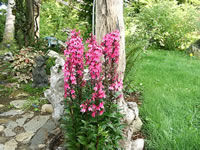 Hot Pink Cardinal Flowers in Bloom at Hummingbird House