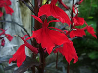 The intensely red flowers of a Cardinal Flower, Lobelia Cardinalis