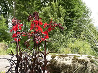 Bright Red Cardinal Flowers will attract Hummingbirds from miles around