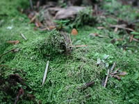 A Lonely Little Mushroom Growing on a Bed of Moss