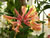 An American Honeysuckle Plant in Bloom, Lonicera americana An American Honeysuckle Plant in Bloom, Lonicera americana