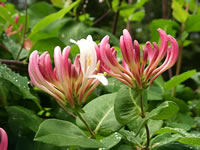 Photo of a Goldflame Honeysuckle