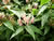 Henry's Honeysuckle Vine in Bloom, Lonicera henryi Henry's Honeysuckle Vine in Bloom, Lonicera henryi
