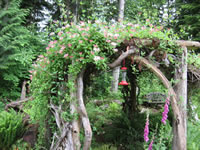 Honeysuckle Plant Growing and Flowering on my Hummingbird House