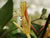 The Flowers of a Japanese Honeysuckle, Lonicera japonica The Flowers of a Japanese Honeysuckle, Lonicera japonica