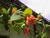 A Trumpet Honeysuckle in bloom, Lonicera sempervirens A Trumpet Honeysuckle in bloom, Lonicera sempervirens