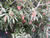 A Tatarian Honeysuckle Bush in Bloom, Lonicera tatarica A Tatarian Honeysuckle Bush in Bloom, Lonicera tatarica