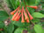 A Dropmore Scarlet Honeysuckle in Bloom, Lonicera brownii A Dropmore Scarlet Honeysuckle in Bloom, Lonicera brownii