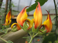 Golden Parrot's Beak Flowers of the Lotus Vine, Lotus maculatus
