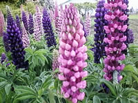 A Field of Russell Lupines in Bloom
