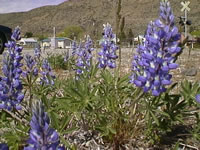 Texas Blue Bonnet Lupines Growing Wild, Lupinus texensis