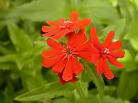 Red Arkwright's Campion Flowers, Lychnis arkwrightii