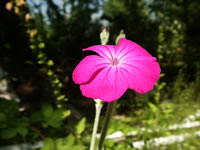 A Pink Rose Campion Flower, Lychnis coronaria