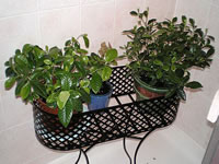 Lynne's Gardenia Plants, Gardenia jasminoides