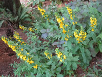 A Golden Loosestrife Plant Blooming in the Garden