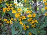 Golden Loosestrife Flowers, Lysimachia punctata
