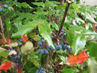 The Fruit of an Oregon Grape Holly Plant