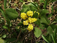 A Creeping Mahonia in Bloom, Mahonia repens