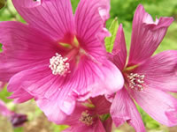 Pink Hollyhock Mallow Flowers