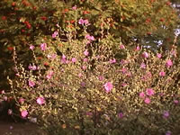 Malva alcea