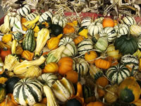 A Collection of Many Different Decorative Gourds, Cucurbita A Collection of Many Different Decorative Gourds, Cucurbita