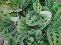 A Prayer Plant with Open Foliage, Maranta leucoreura