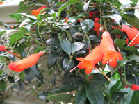 The Flowers of a Chilean Mitre Flower, Mitraria coccinea