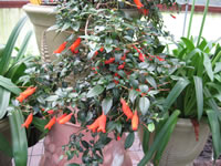 A Chilean Mitre Flower Blooming in a Greenhouse