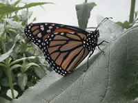 A Monarch Butterfly on a Butterfly Bush