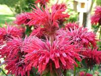 The Flowers of a Bee Balm Plant, Monarda didyma