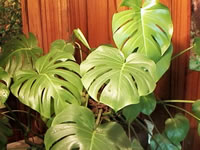 A Split Leaf Philodendron, Monstera deliciosa