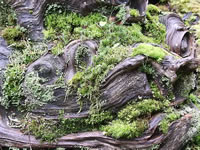 Several species of Moss Growing on a Burl