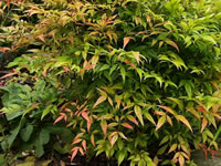 Spring Foliage Colors of Nandina domestica