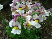 A Pouch Nemesia Plant Flowering in the Garden, Nemesia strumosa